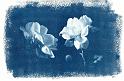 cyanotype roses